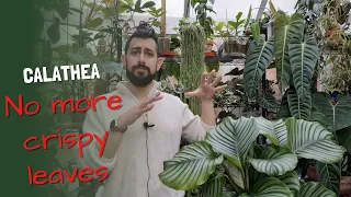 Calathea growing tips that might surprise you