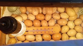 Инкубация куриных яиц. Дезинфекция яиц. Закладка в самодельный инкубатор из картонной коробки. Режим