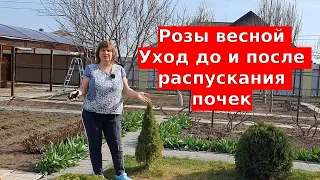 Розы весной Уход до распускания почек и после