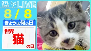 【きょうは何の日】「世界猫の日」 ネコ2匹が「やばい」連発！　まるで会話…/目を開いたまま眠るネコ　など――ニュースまとめライブ（日テレNEWS LIVE）