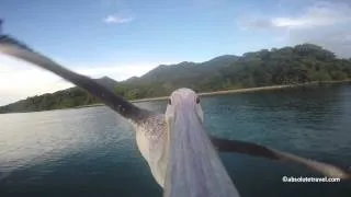 Pelican Selfie: One beak. One GoPro. One unique journey.