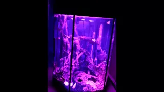 Hexaset 60 fish tank - RGB LED STRIP