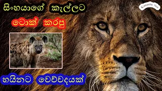 BİG BATTLE  Lions vs Hyenas Real Fight *BIG LION KILL HYENA* HARD ATTACK 2020 SINHALA