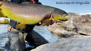 Fly Fishing the BIGGEST Trout in Colorado