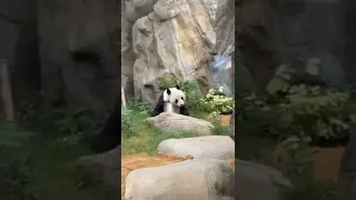 Panda-Ocean Park Hong kong