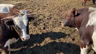 Что стало с бычками через 3 месяца @База откорма «АБЗАР»