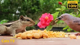 Cat TV: Bird Fun for Cats to Watch🐦10 Hours So Cute Fascinating Chipmunks and Birds🐭 Apr 10, 2023