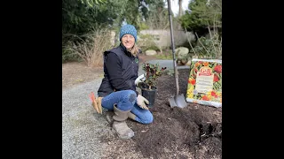 How to plant a Rhododendron