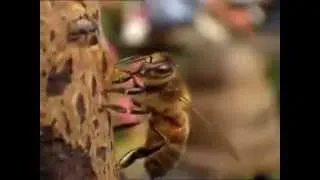 Пчёлы и трезвость