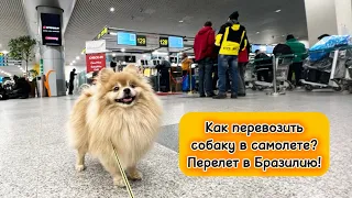 Как перевозить собаку в самолете? Перелет из Иркутска в Бразилию!