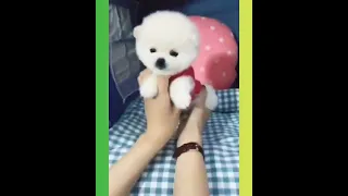 Tik Tok Chó Phõc Sóc Mini 😍💖 Funny and  Pomeranian #172