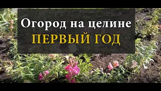 Огород на целине первый год.