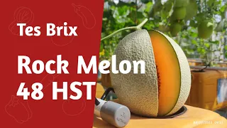 Tes Brix‼️Rock Melon 48 HST.