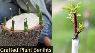 Grafting Method 2023 #grafting #howtograftingplant#savegreen