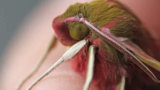 HE'S HATCHED!! | Elephant Hawk Moth