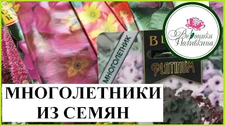 МНОГОЛЕТНИКИ ИЗ СЕМЯН