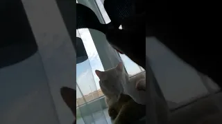 Мой котик порвал тюль