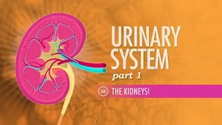 Urinary System, Part 1: Crash Course Anatomy & Physiology #38