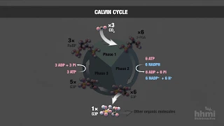Photosynthesis: Part 6: Calvin Cycle | HHMI BioInteractive Video