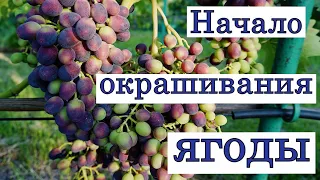 Виноград в августе, обзор в открытом грунте.