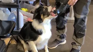 Muzzling an Aggressive Border Collie