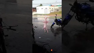 O gato sem pêlo