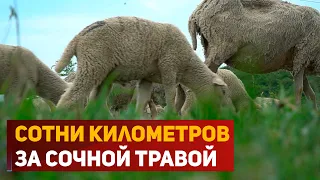 В Дагестане проходят купка и перегон скота на летние пастбища