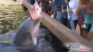 Dolphin Steals Woman's iPad world hits 2016