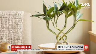 Символ витривалості й удачі: цікаві факти про бамбук