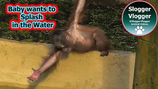 Baby Orangutan Jim's Water Splash and Flower Petal Fishing