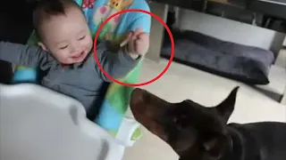 Ребенок решил угостить сыром здоровенного добермана. То что сделал пёс с малышом поражает!