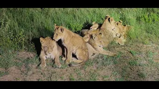 8 Lion Cubs waiting for Shaka & Zig Zag and the Birmingham Pride