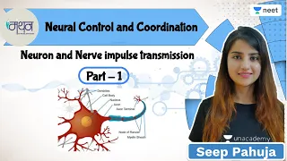 Neural Control and Coordination | Neuron and Nerve Impulse Transmission |  L1 | Seep Pahuja