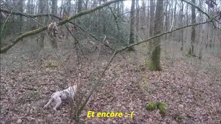 Chasse à la Bécasse en Bretagne le 07 01 2019