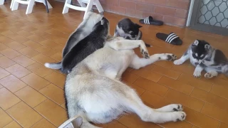 Husky puppies playing with dad