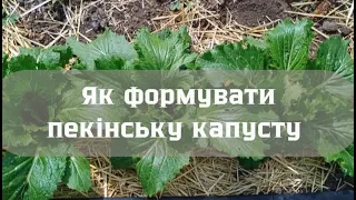 Час формувати пекінську капусту