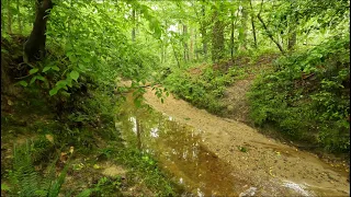 A Path to a Gorgeous Stream in the Vibrant Green Forest