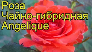 Роза чайно-гибридная Анжелика. Краткий обзор, описание характеристик, где купить саженцы Angelique