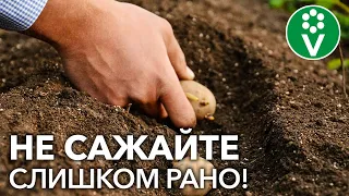 Когда сажать картофель? Не пропустите подходящий момент!