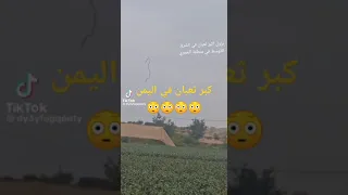 اكبر ثعبان في اليمن يسقط لا لا مش معقول