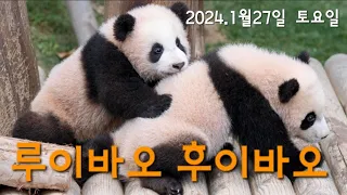 판다월드 2024년 1월 27일 토요일 아후루 보고왔어요