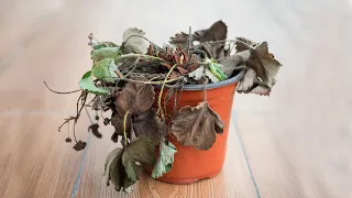 SUAS PLANTAS ESTÃO MORRENDO?