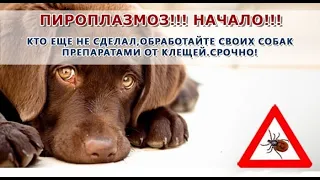 Собаку укусил клещ. Бабезиоз. Пироплазмоз.