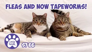 Fleas and Now Tapeworms?! - S7 E6 - Lucky Ferals Vlog - Life With 11 Cats - Cat Video Compilation