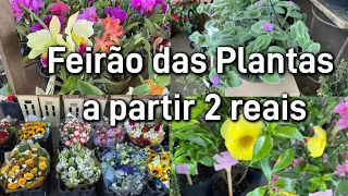 Kalanchoe 2 reais promoções da feira de Domingo