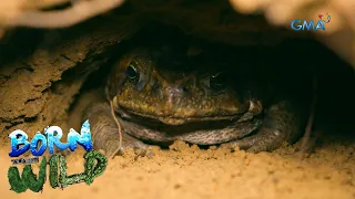 Rhinella marina, the most harmful frog in the Philippines | Born to be Wild