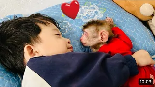 Monkey Diana's special affection for baby Roma