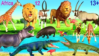 Animals - Lion, Hippo, Crocodile, Giraffe, Oryx, Addax, Wild Dog 13+
