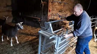 Klauenschneiden in der Wendebox bei den Dorperschafen im Westerwald.