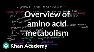 Overview of Amino Acid Metabolism